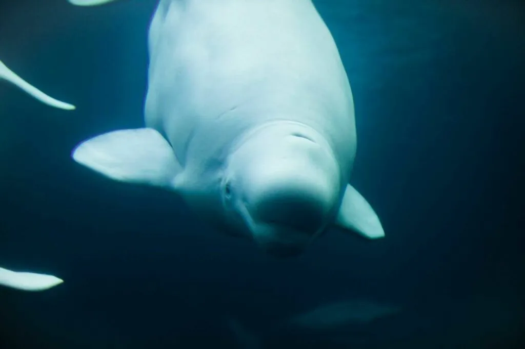 Beluga