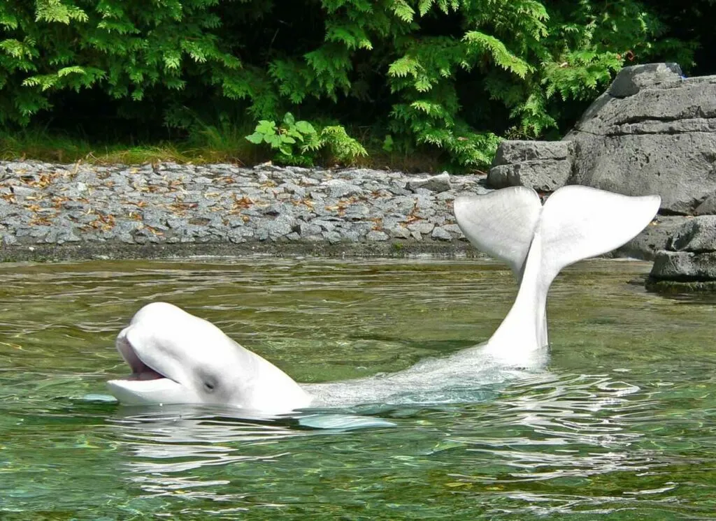 シロイルカ