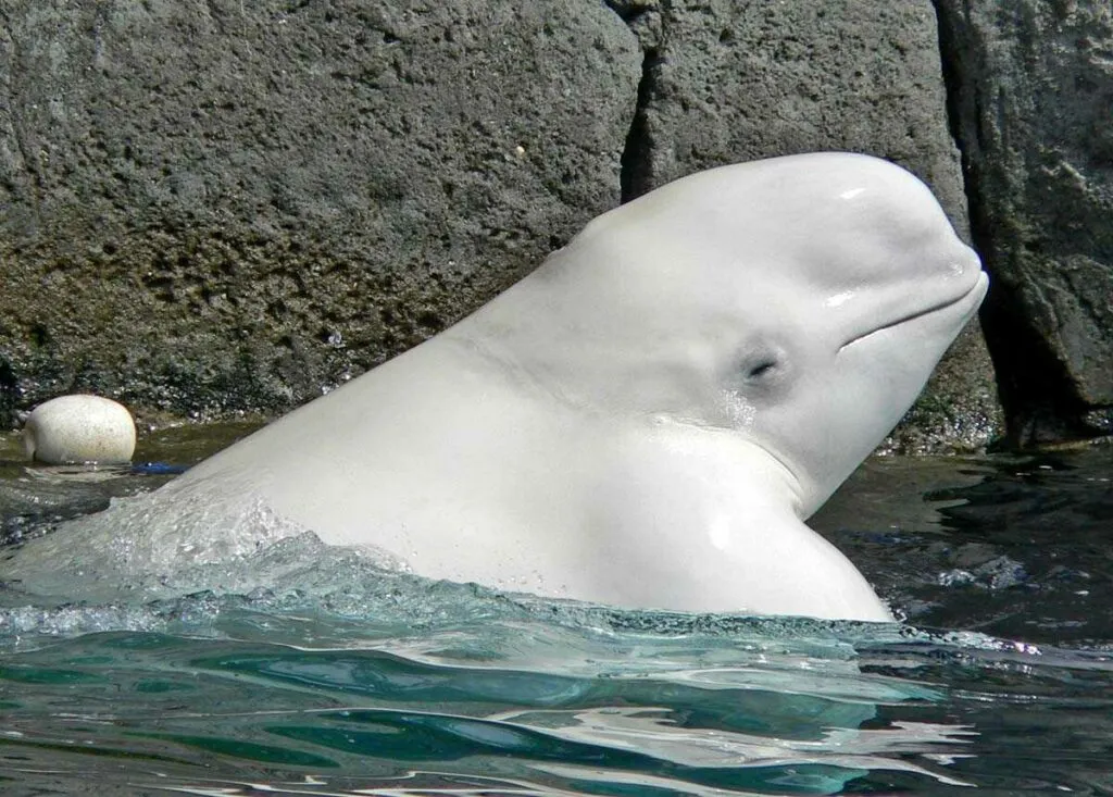 Beluga