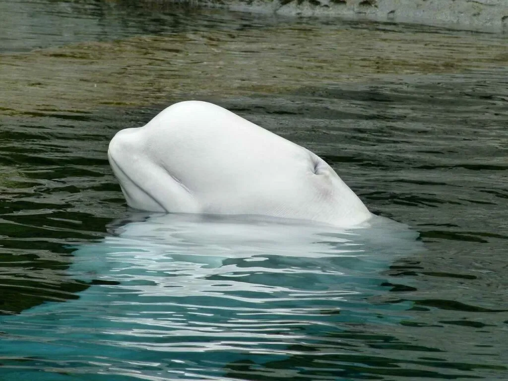 Beluga