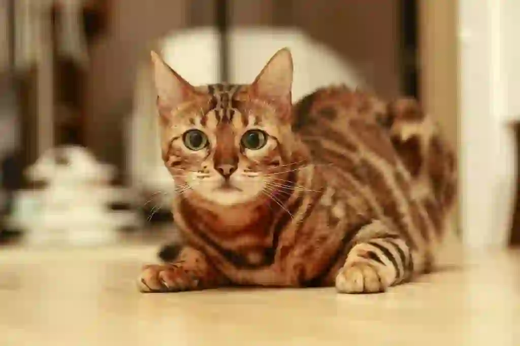 Bengal