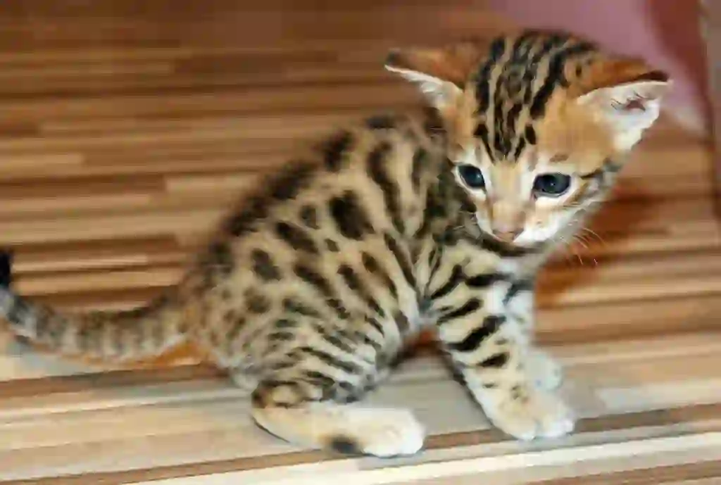 Bengal