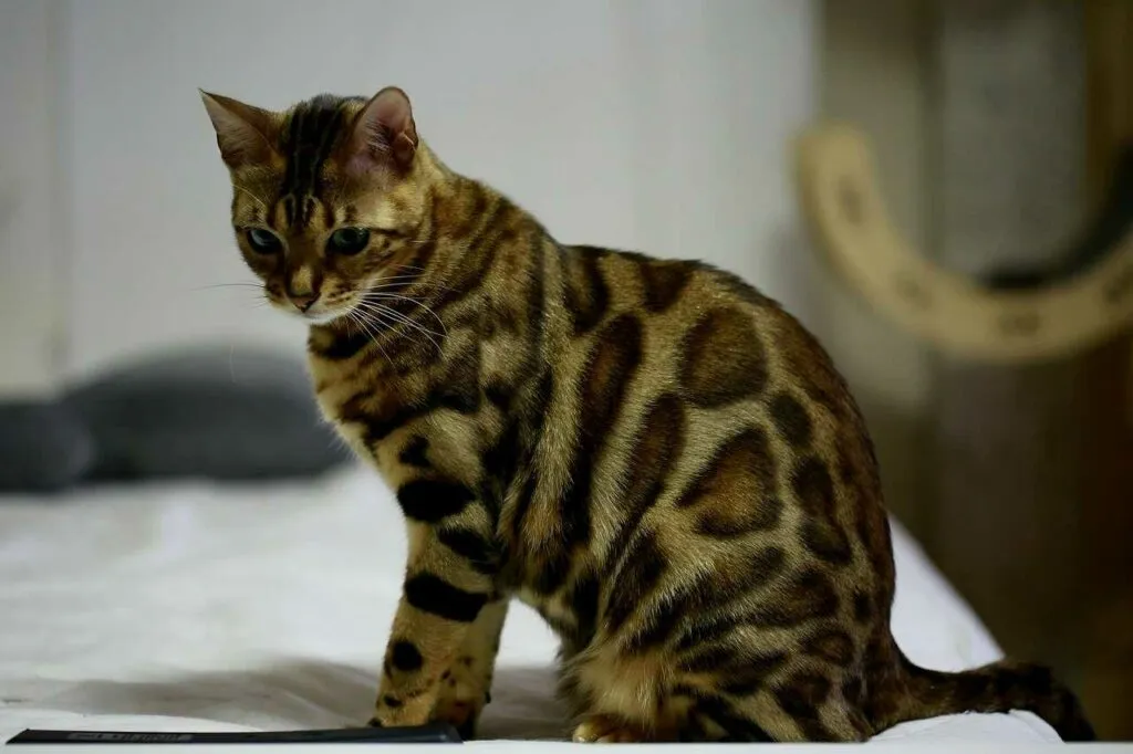 Bengal