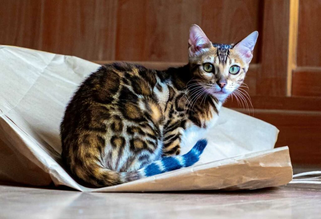 Bengal