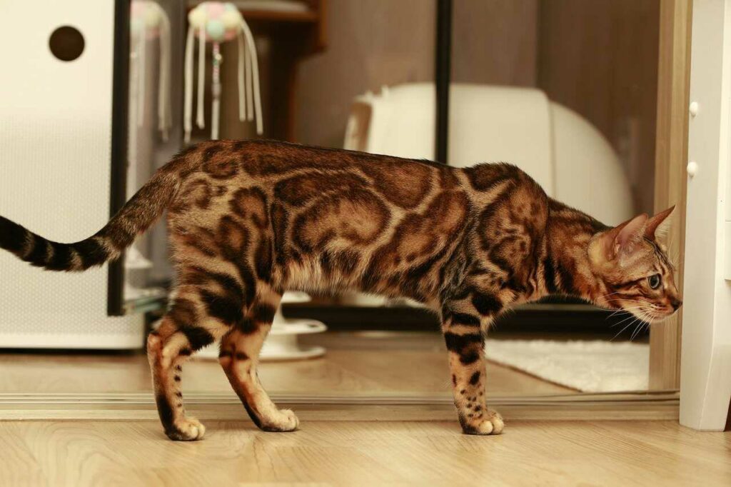 Bengal