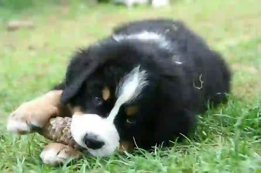 Bernese Mountain Dog