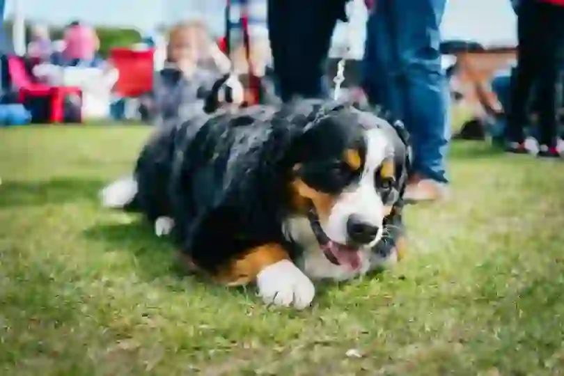 Bernese Mountain Dog