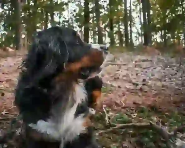 Bernese Mountain Dog