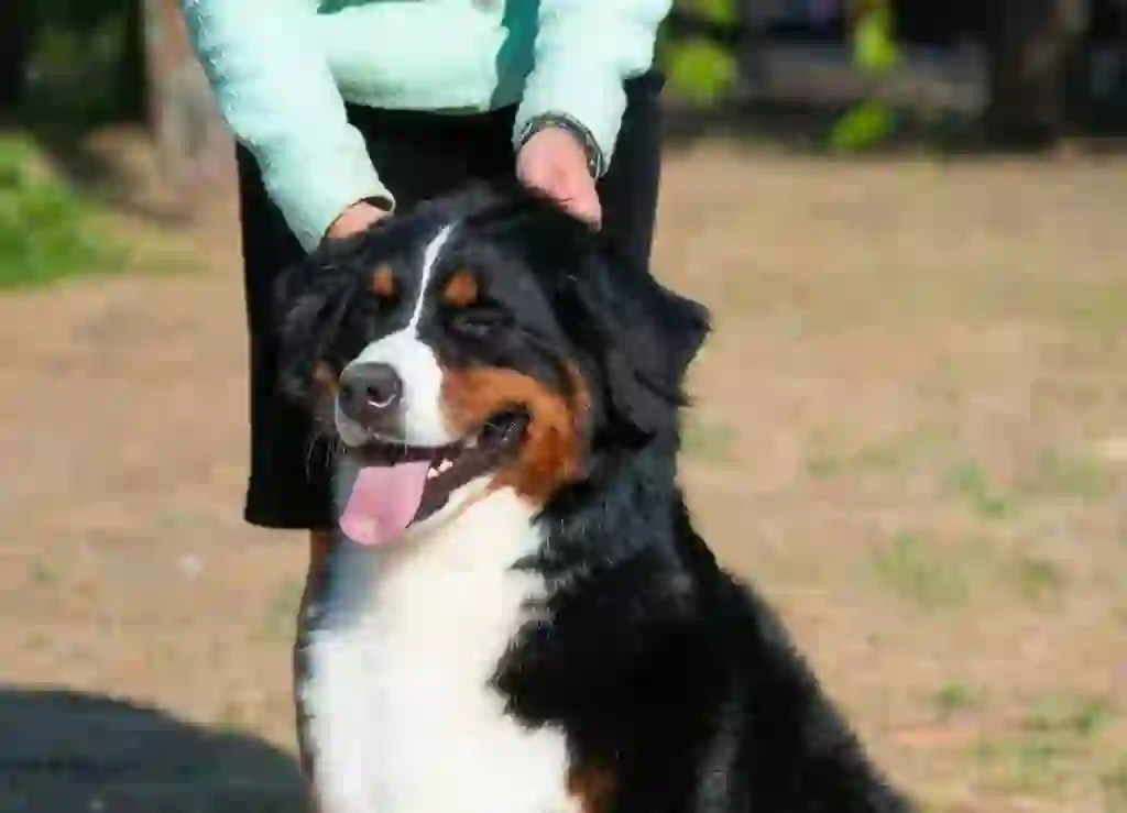 Bernese Mountain Dog