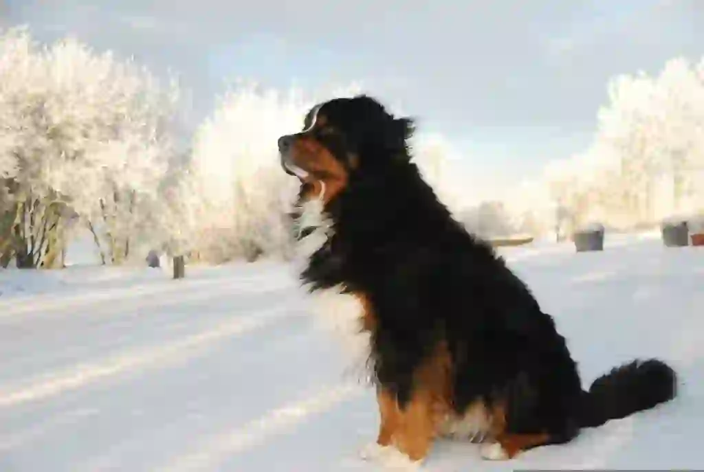 Bernese Mountain Dog