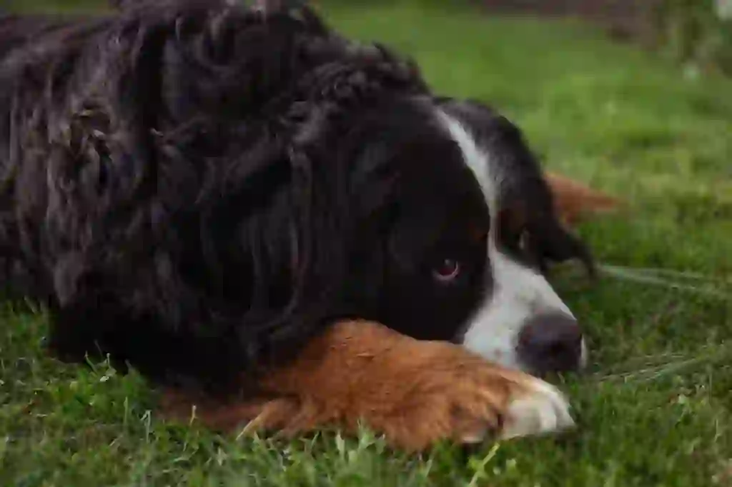 Bernese Mountain Dog