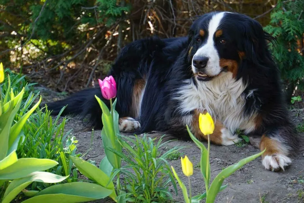 Bernese Mountain Dog