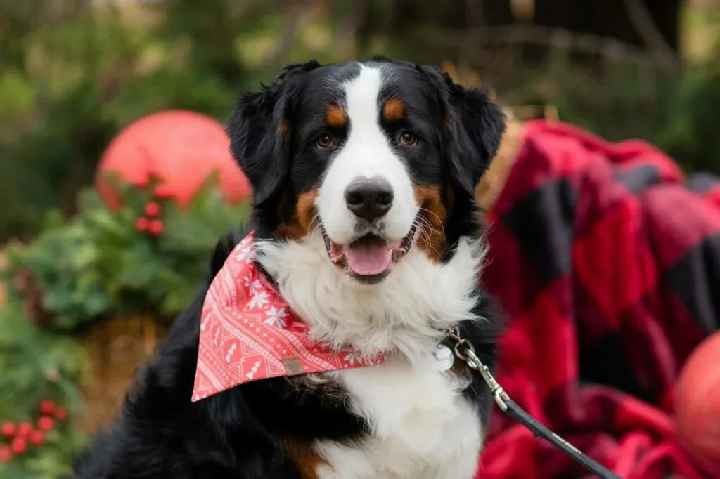 Bernese Mountain Dog