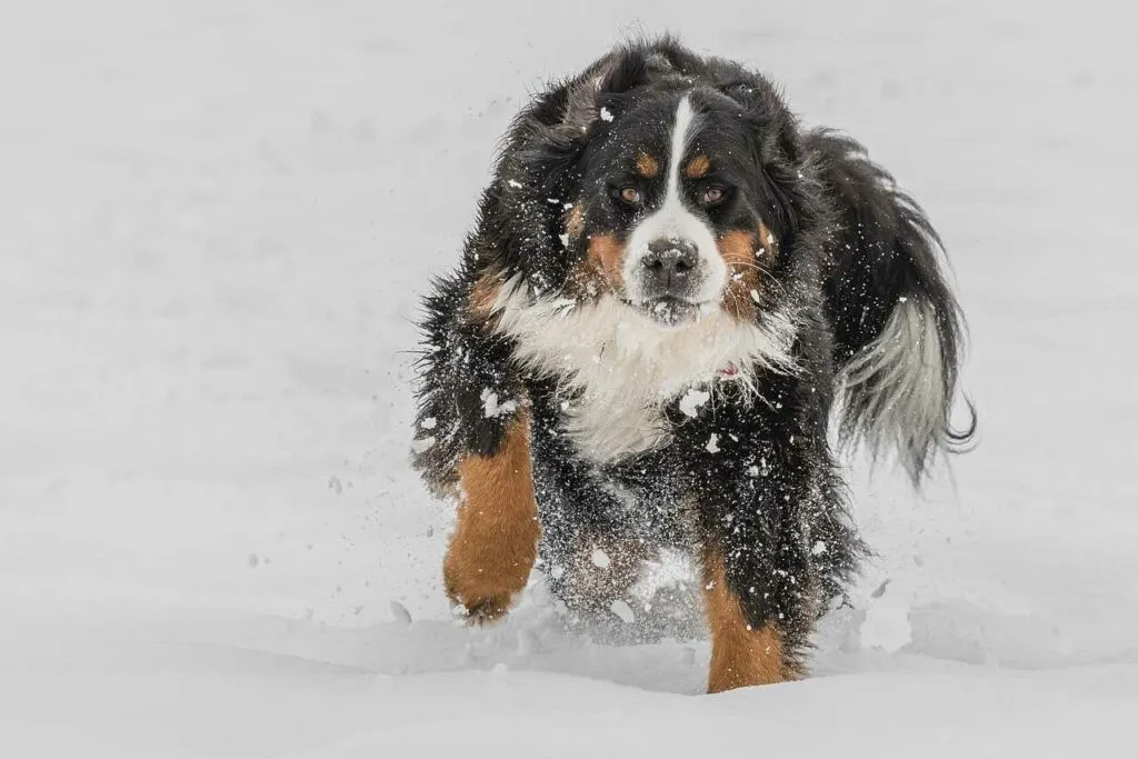 Bernese Mountain Dog