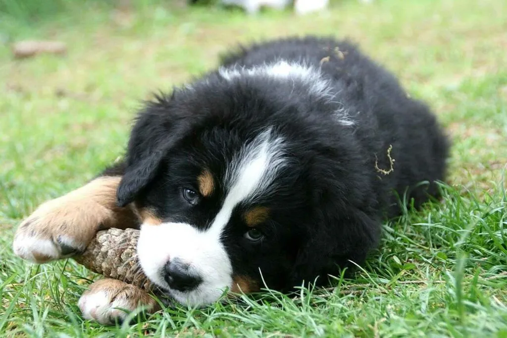 Bernese Mountain Dog