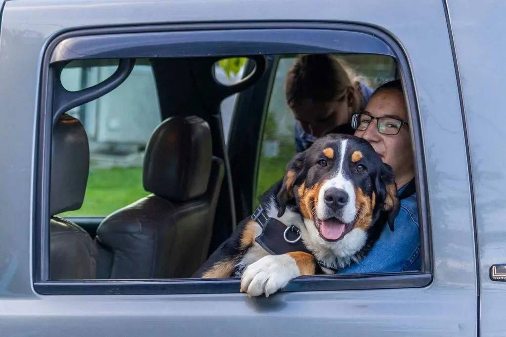 Bernese Mountain Dog