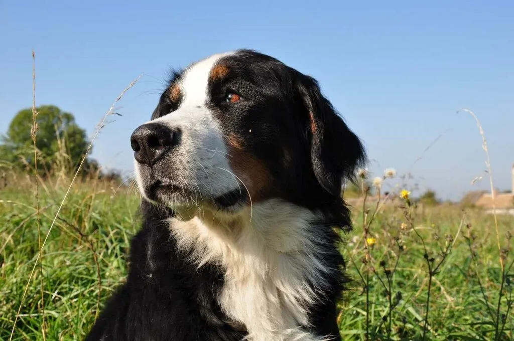 Bernese Mountain Dog