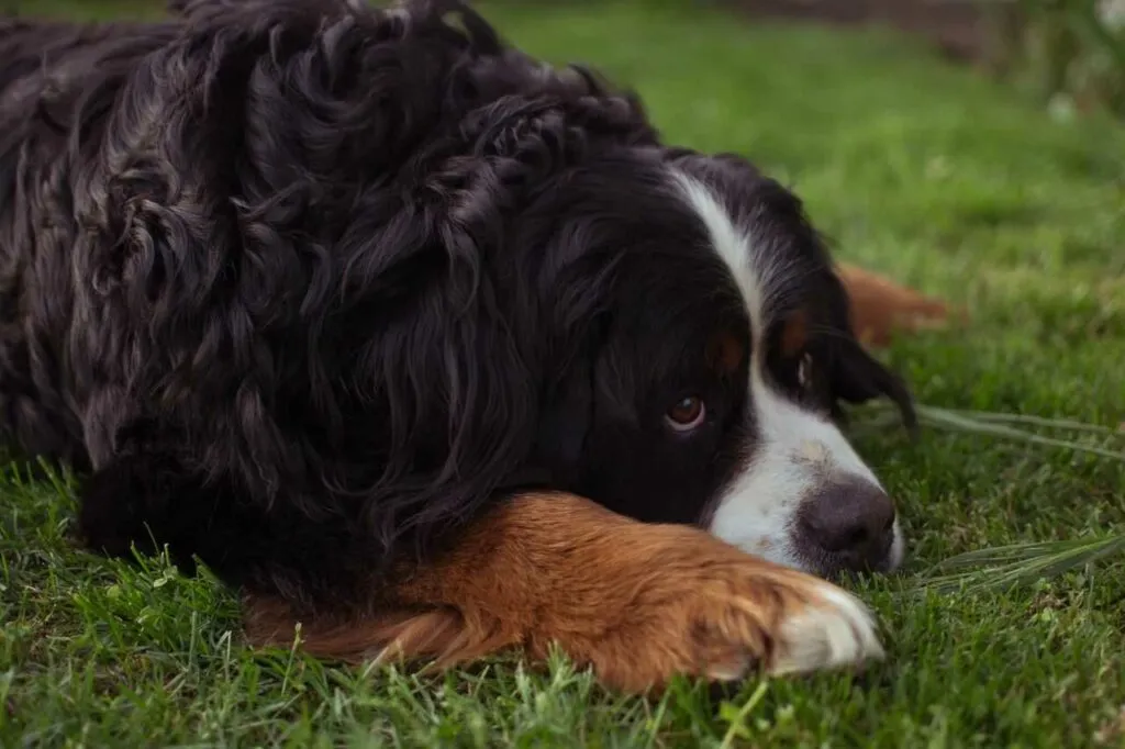 Bernese Mountain Dog