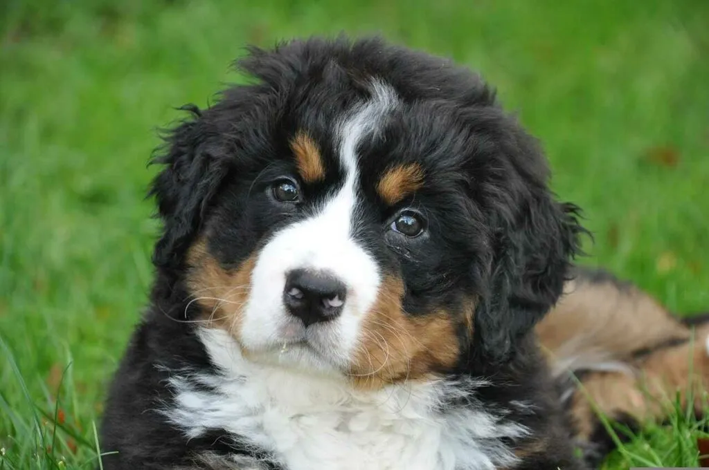 Bernese Mountain Dog