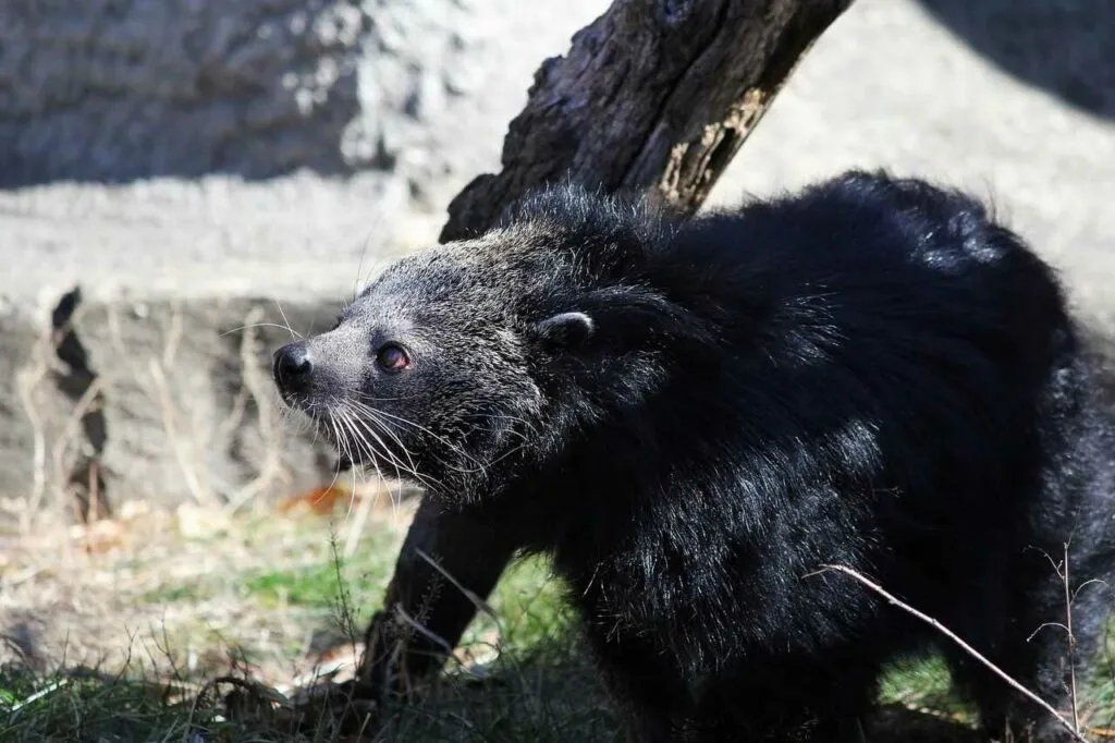 Binturong