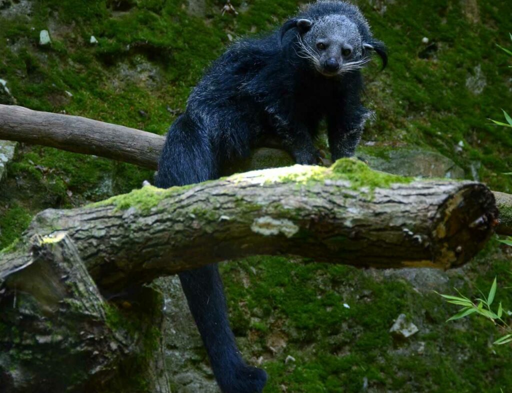 Binturong