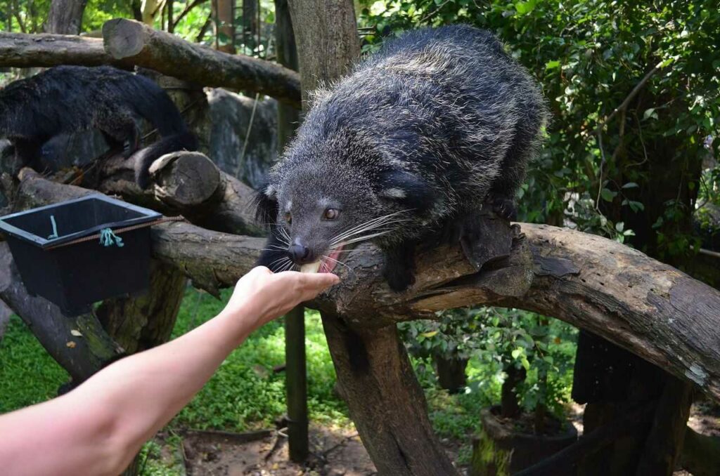 Binturong