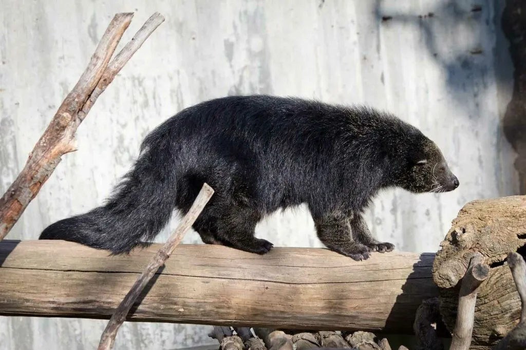 Binturong