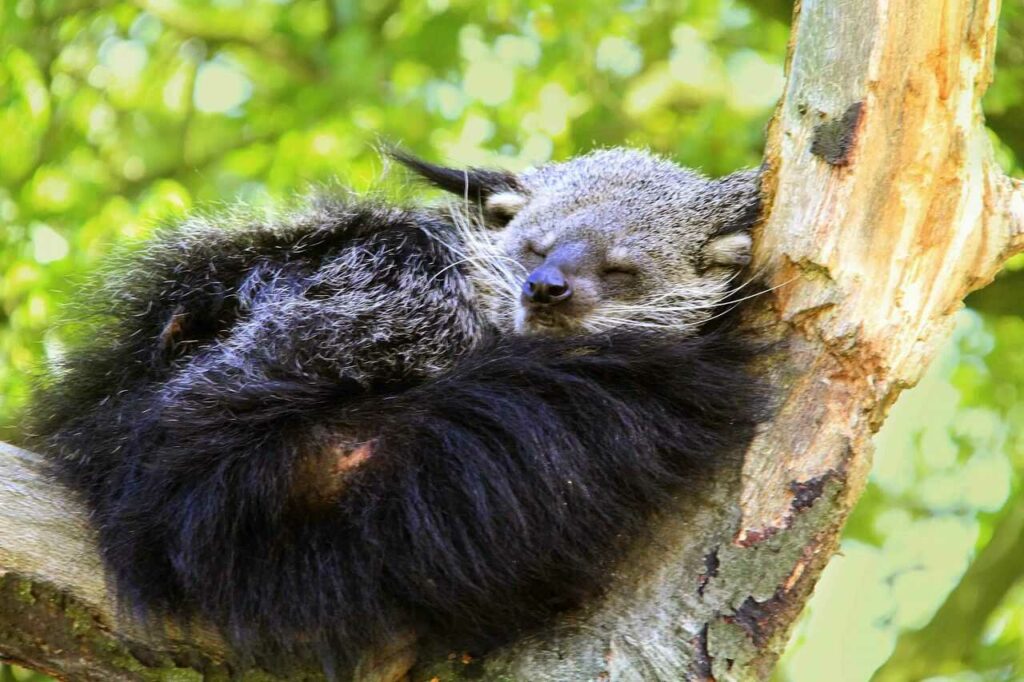 Binturong