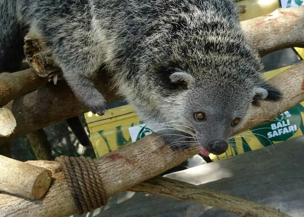 Binturong