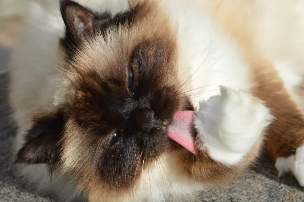 Birman