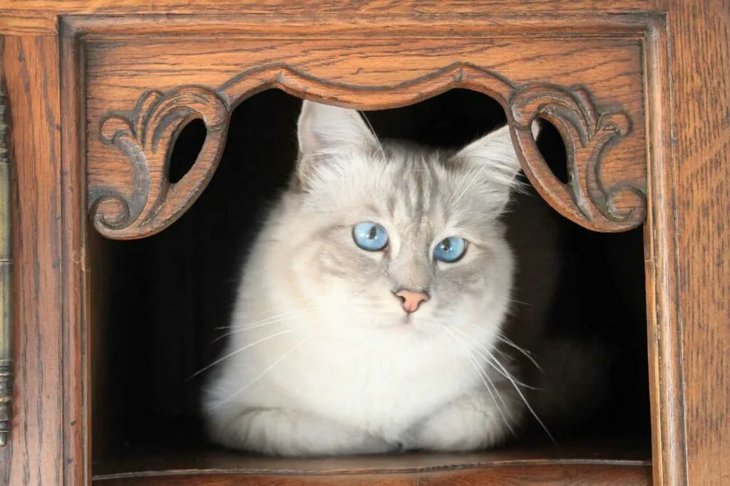 Birman