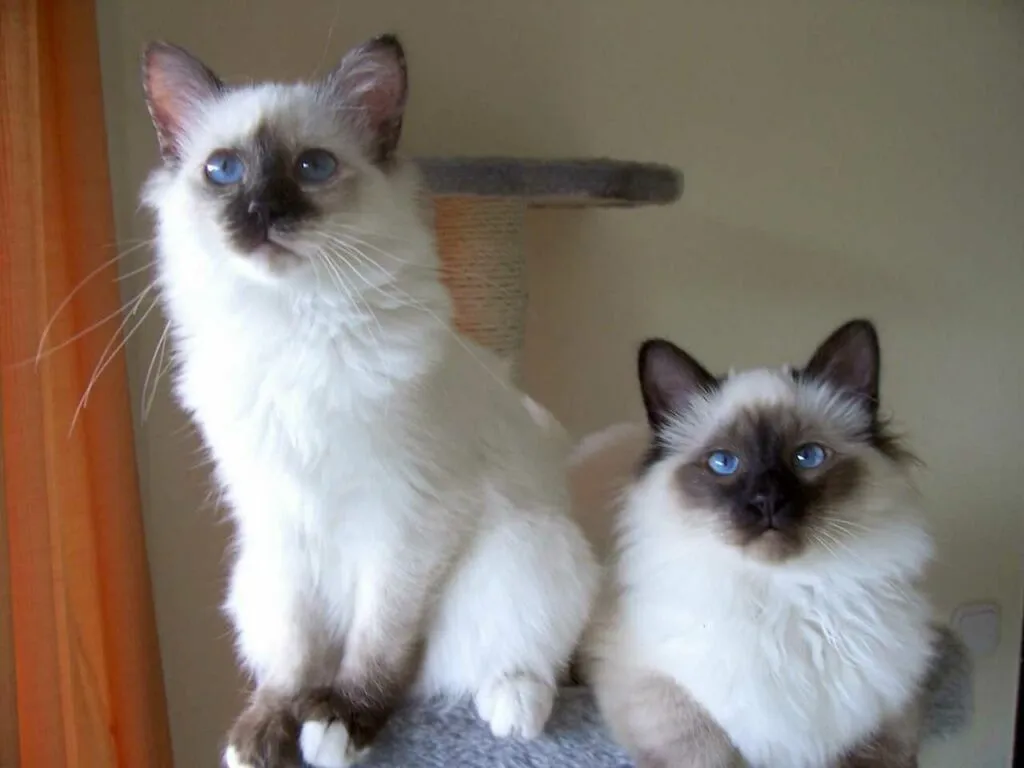 Birman