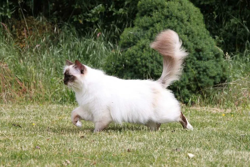 Birman