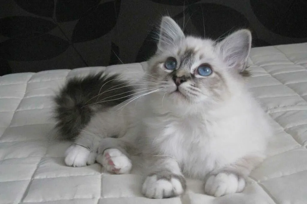 Birman