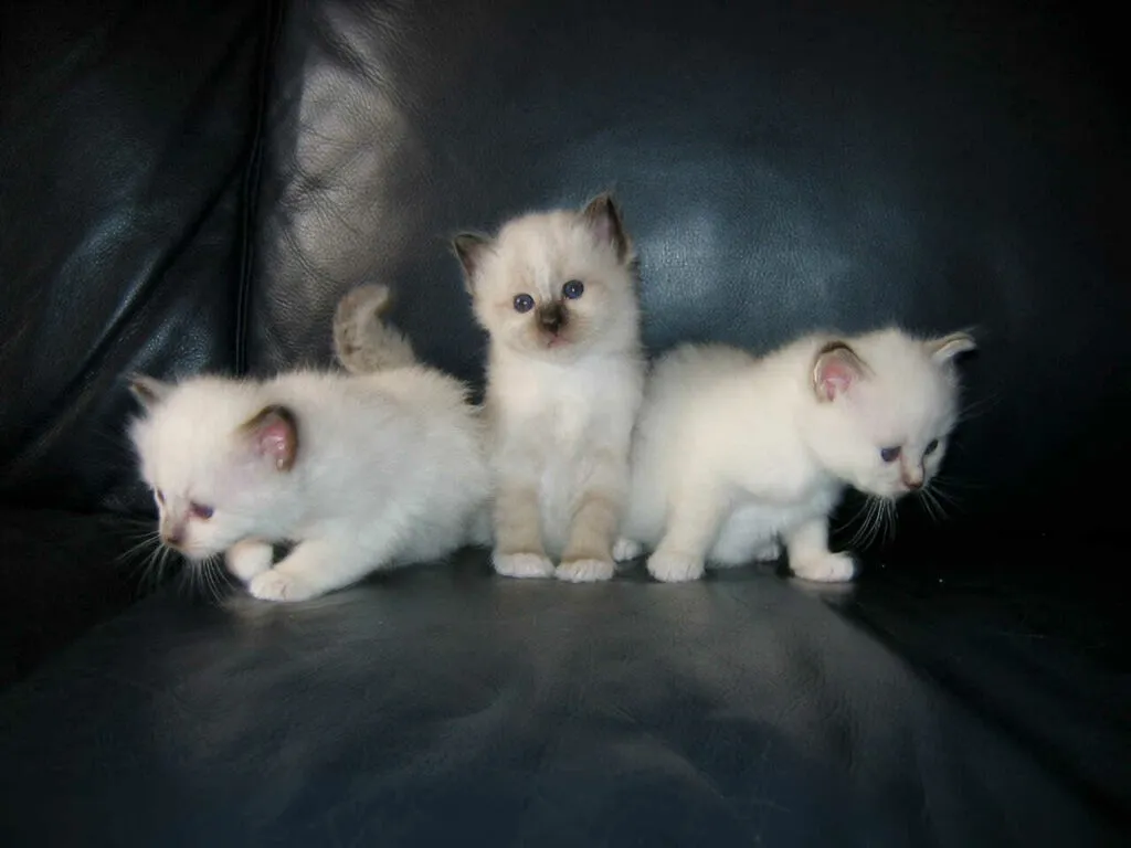 Birman