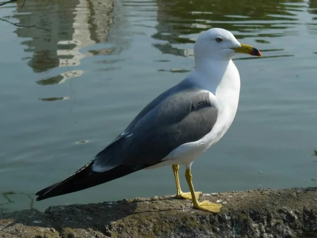 Black-tailed Gull