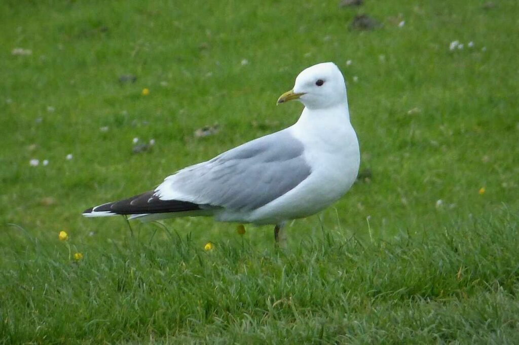 Black-tailed Gull