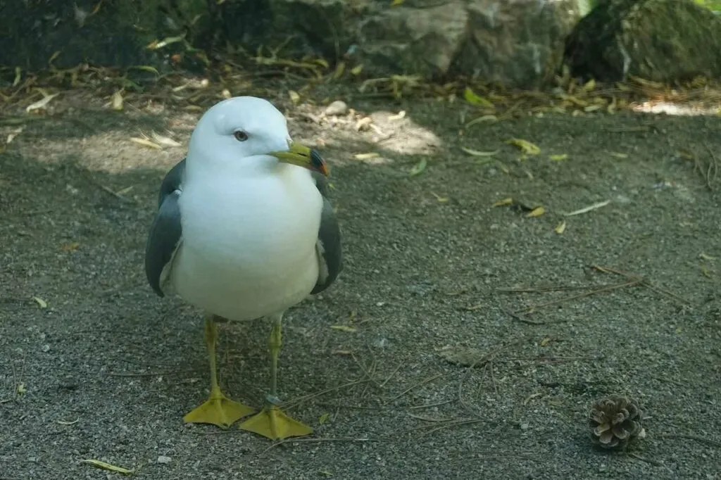 Black-tailed Gull