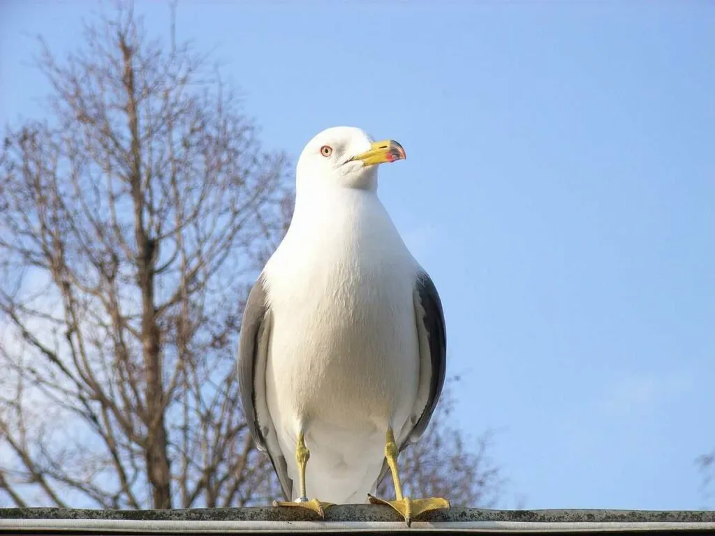 Black-tailed Gull