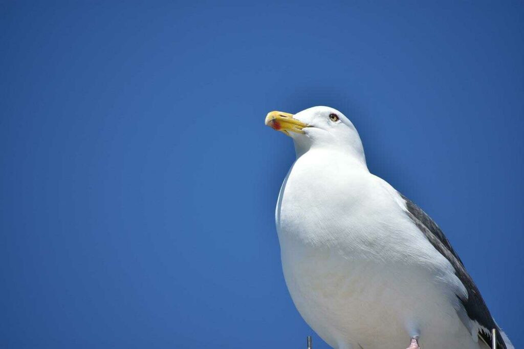 Black-tailed Gull