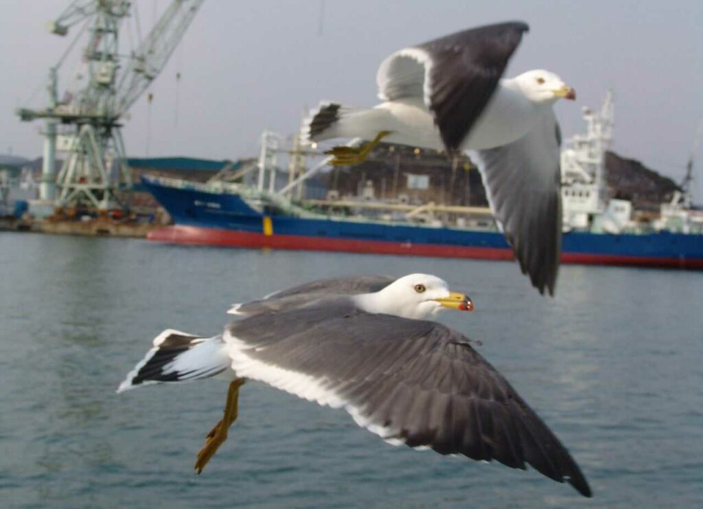 Black-tailed Gull