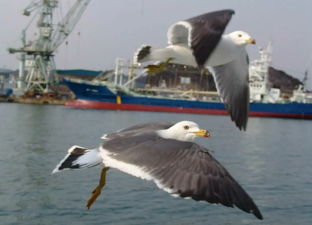 Black-tailed Gull