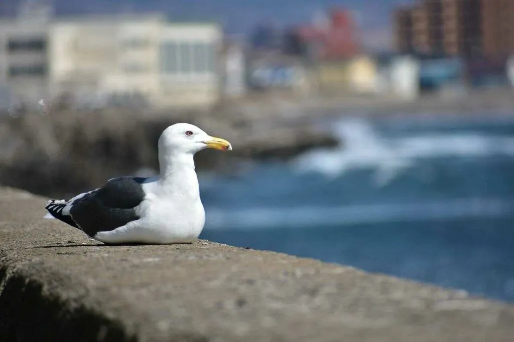 Black-tailed Gull