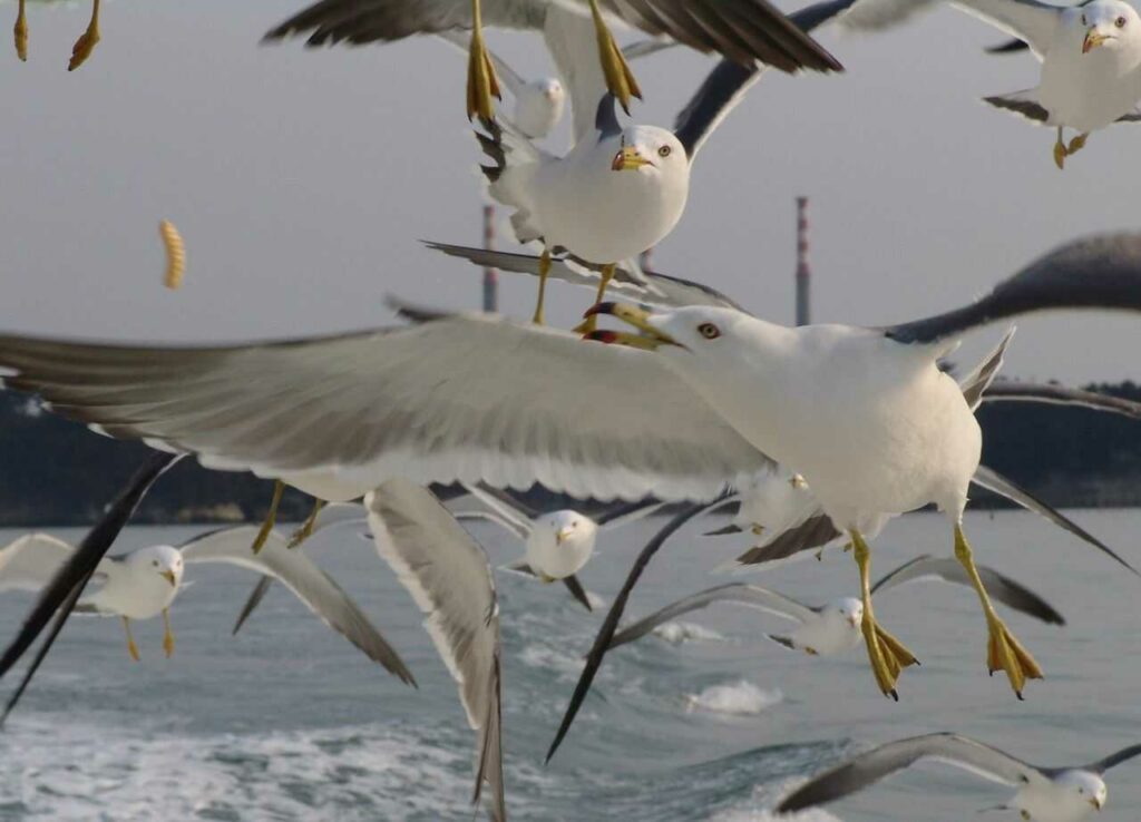 Black-tailed Gull