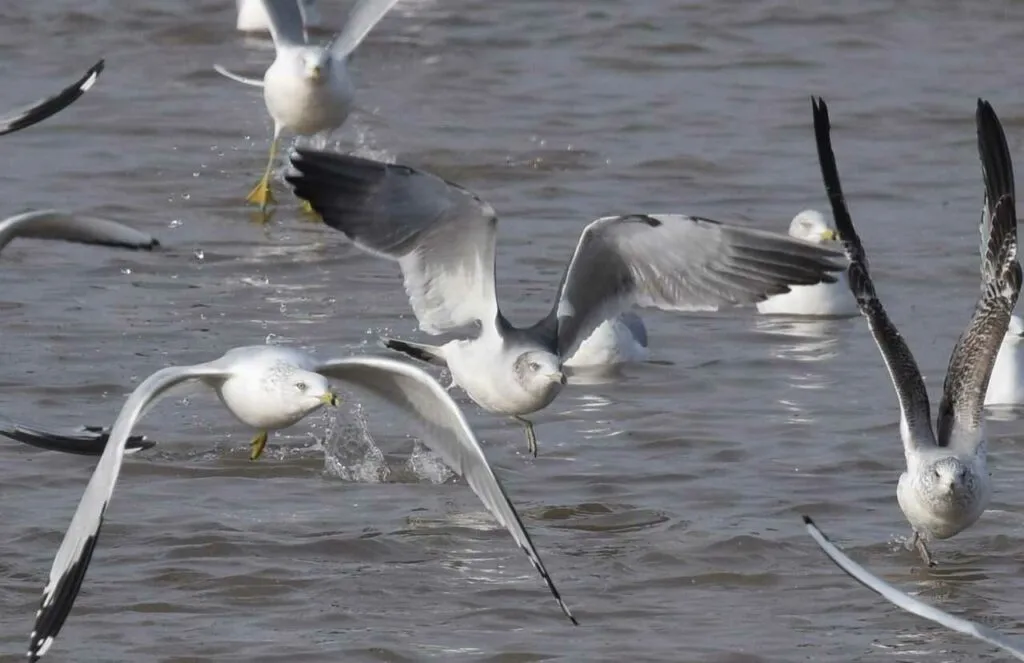 Black-tailed Gull