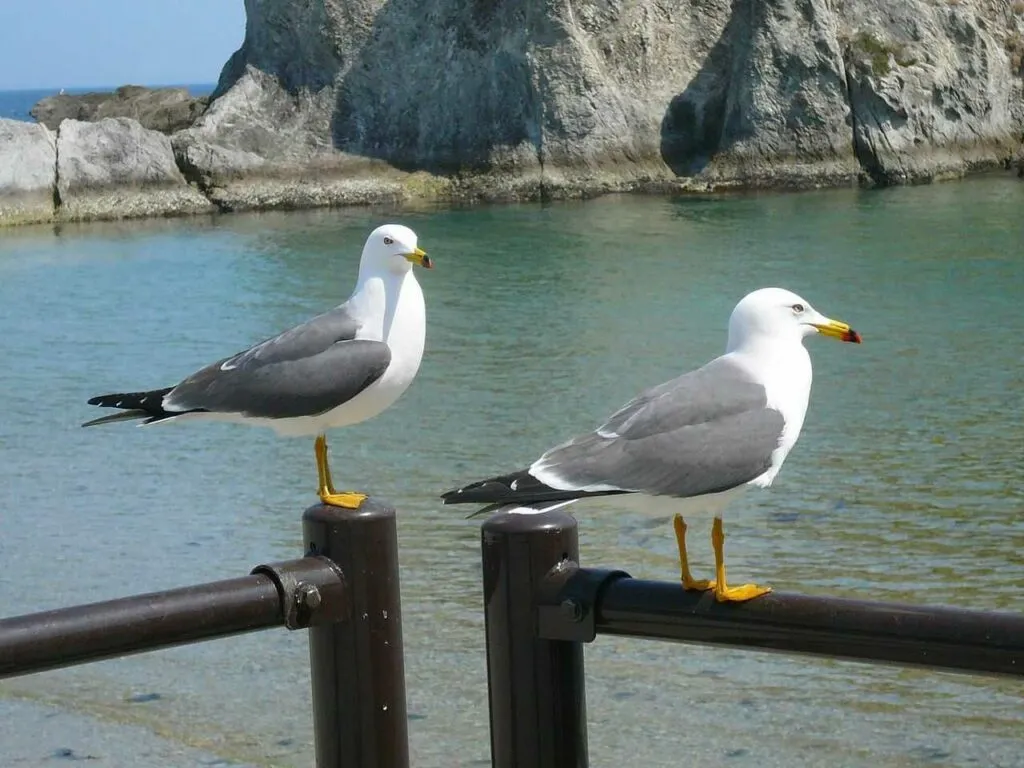 Black-tailed Gull