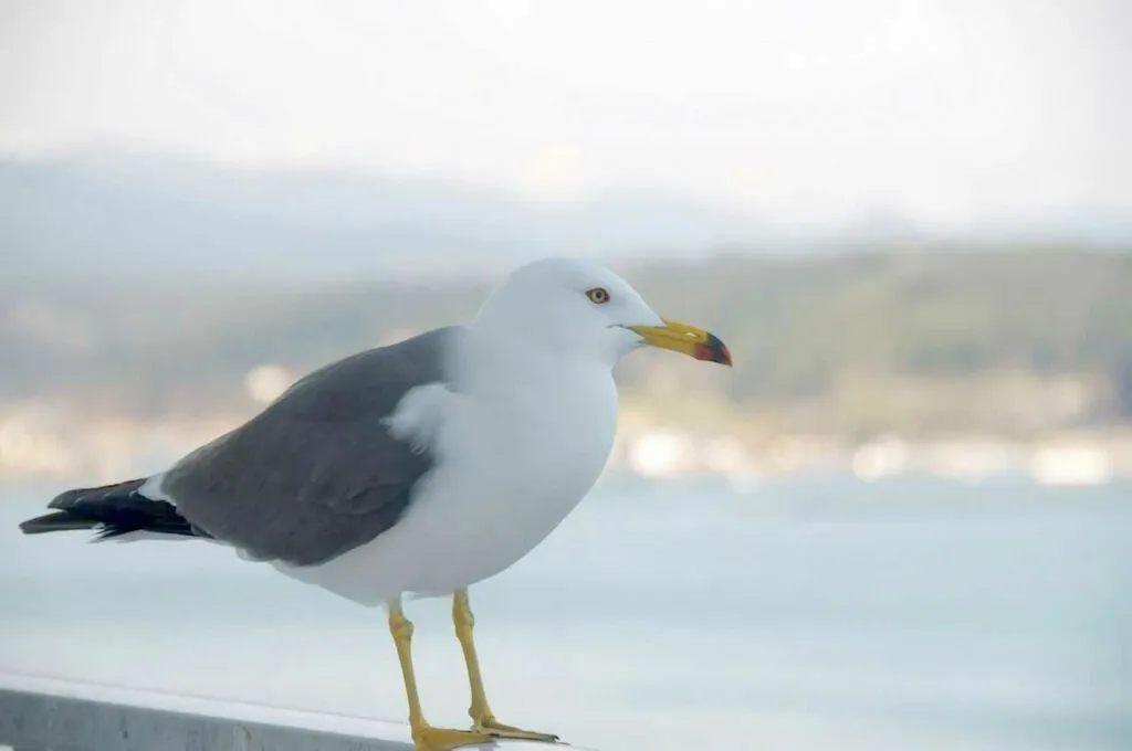 Black-tailed Gull