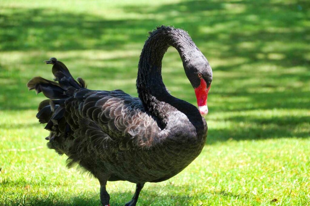 Black Swan