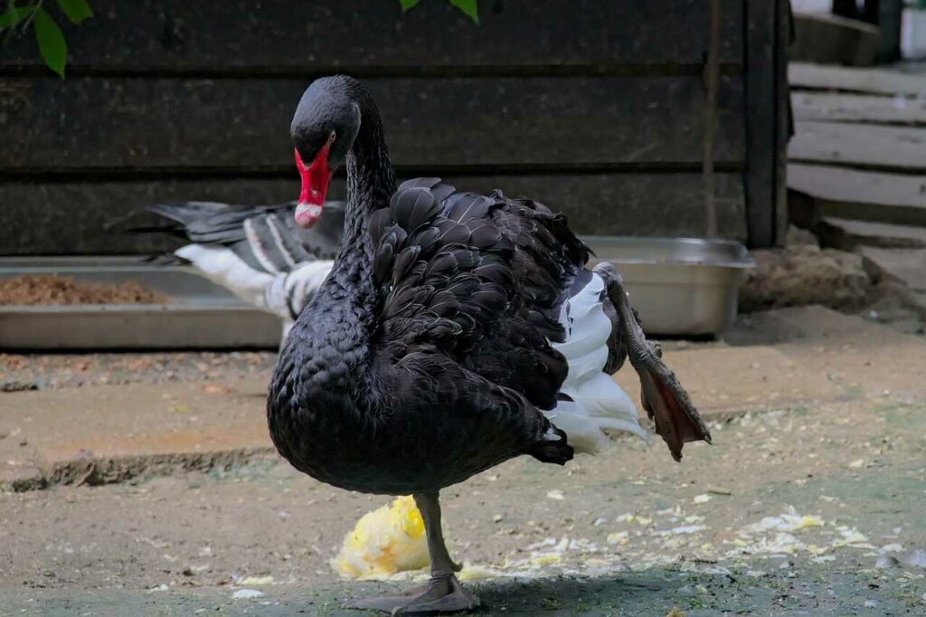 Black Swan