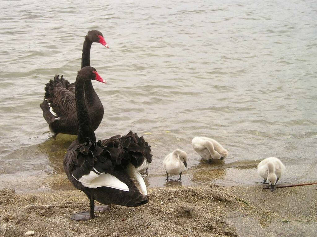 Black Swan